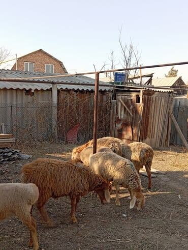 Грызуны: Продаю | Овца (самка) | Для разведения | Ярка — 4