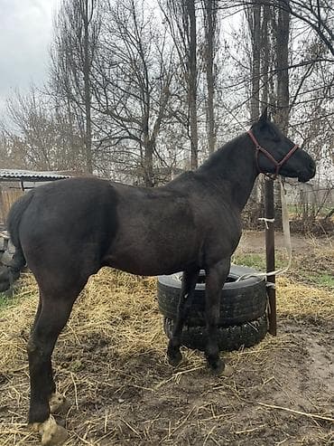 голубая рыбка: Продаю | Конь (самец), Жеребец | Рабочий | Мерин — 5