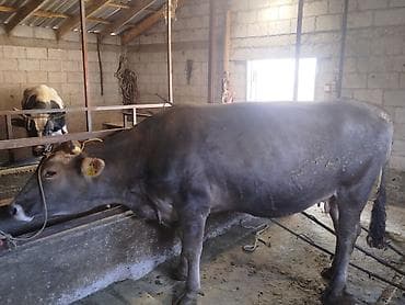 голштин уйлар: Продаю | Корова (самка) | Симментальская | Для молока | Привязанные — 4