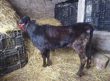 музоо ангус: Продаю | Тёлка | Ангус | На откорм | Стельные — 1