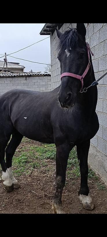 казачий конный завод продажа лошадей: Продаю | Жеребец | Для разведения — 4