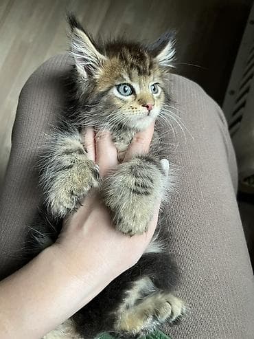 коты белый: Мейн-кун, 2 месяца, Девочка, Приучена к лотку, Проглистована, С документами — 4