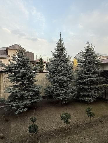 Каждая по 35 000 сом 🔥🔥🔥 Реальным покупателям хороший торг. Ель