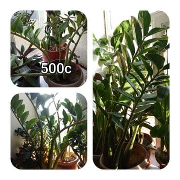 мебель бишкек: Саженцы цветка — 11