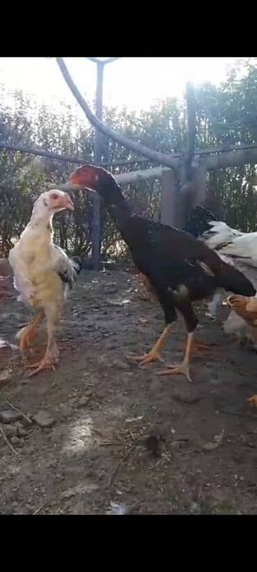 шрот подсолнечный купить оптом: Цыплята в основном боевые даканы хороших кровей от 500 до 5000сом! — 9