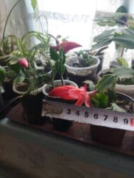 садовый дом: Декабрист (шлюмбергера) — комнатное цветущее растение. На фото — — 2