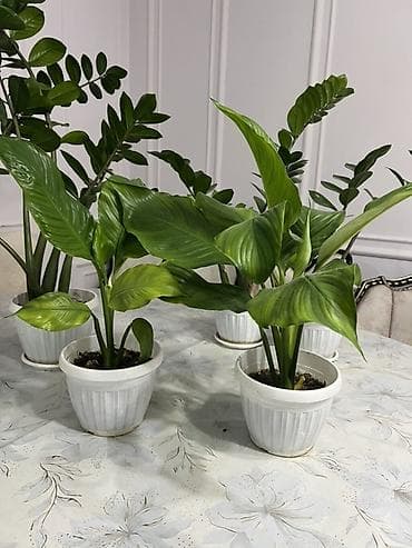 метровые розы: Комнатные растения в горшках - Замиокулькас (Zamioculcas zamiifolia — 3