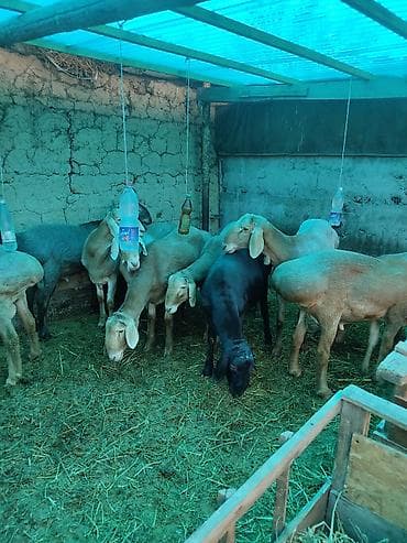 Айыл-чарба жаныбарлары: Сатам | Ургаачы кой (ургаачы) — 1