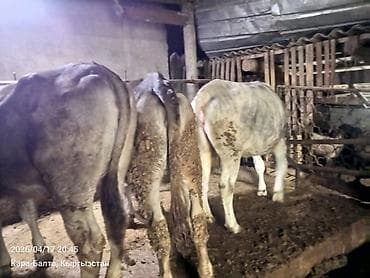 продам корову: Продаю | Тёлка | На откорм | Привязанные — 5