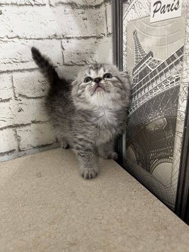 кот вислоухий: Продаются котята .Дата рождения 18.10. 2025.По доступной — 3