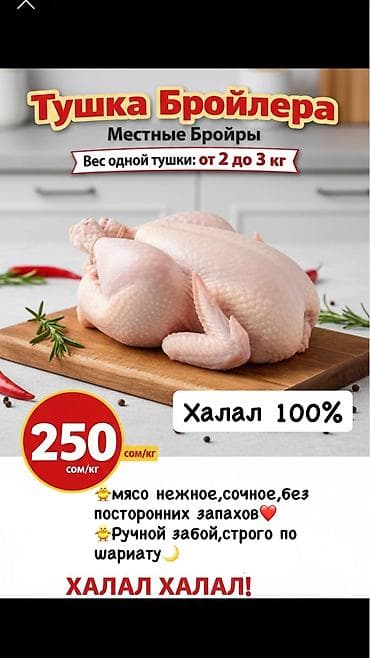 🐥Куры Бройлеры (250сом/кг) 🐥Домашние(бульонные) куры (290сом/кг)