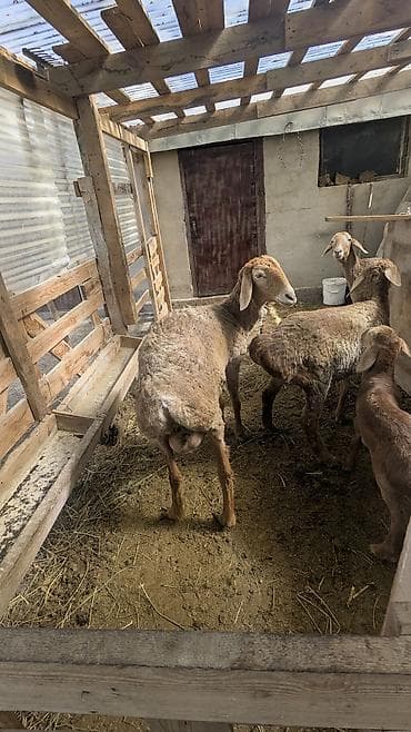 отдам даром попугая жако: Продаю | Ягненок | Романовская | На забой — 7