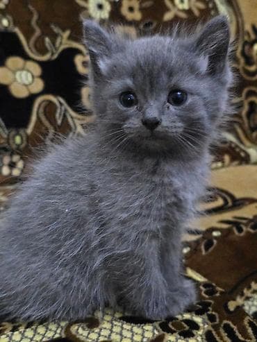 шотландская кошка цена бишкек: Скотиш Фолд (Шотландская вислоухая), 1 месяц, Мальчик, Серый — 5