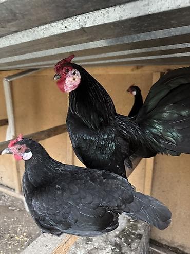 темный брама: Продаю | Куры, Петух — 1