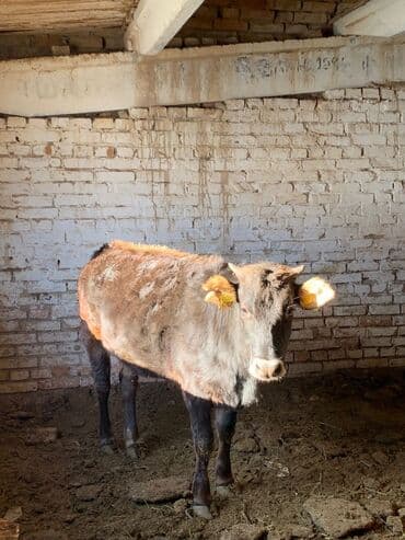 животные кошка: Продаю | Музоо, торпок — 1