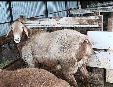 немецкая овчарка каракол: Продаю | Баран (самец) | Арашан | Для разведения | Осеменитель — 6