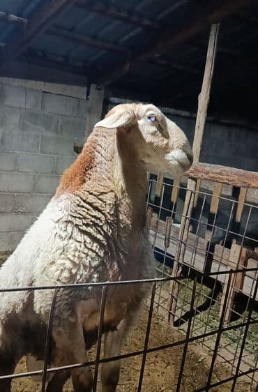 куплю авчарку васточный еврапейца кабиля: Продаю | Баран (самец) | Для разведения | Племенные — 2