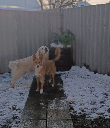 Услуги ветеринара: Предлагаются услуги гостиницы для собак, обеспечивающие комфортное и — 4