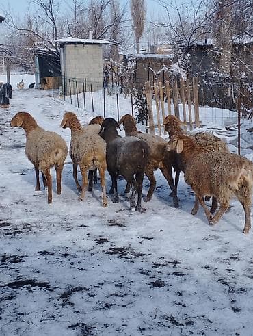 симпарика бишкек: Сатам | Козу | Арашан | Көбөйтүү үчүн | Ургаачы, Токту — 4