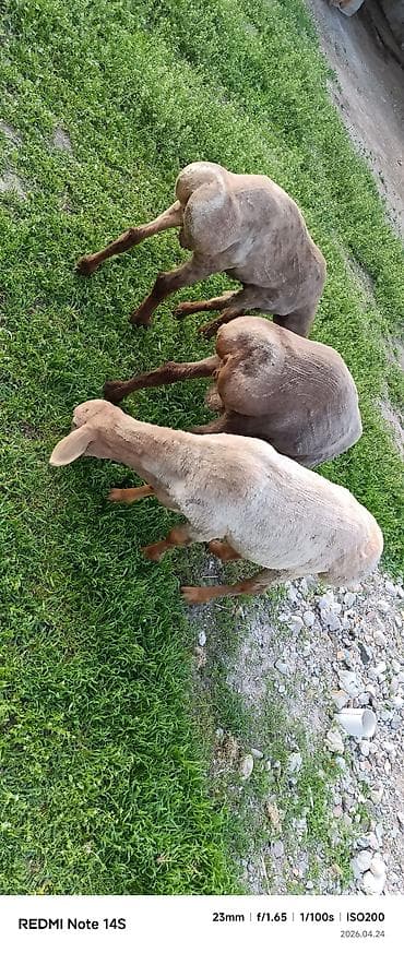 баран самка: Продаю | Овца (самка) | Для разведения | Ярка — 9