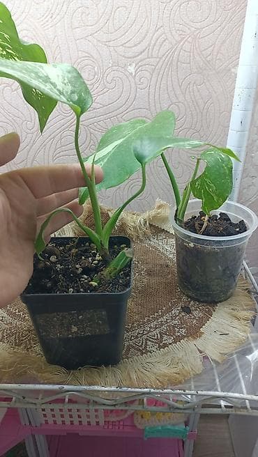 Продаются молодые растения монстера альба.уже начали появляться резные — 4