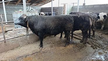 уй сатып алам бишкек: Сатам | Бука (эркек) | Бордоп семиртүү үчүн — 1