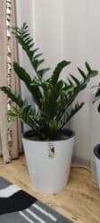 стоимость аквариума: Замиокулькас (Zamioculcas zamiifolia) в декоративном пластиковом — 8