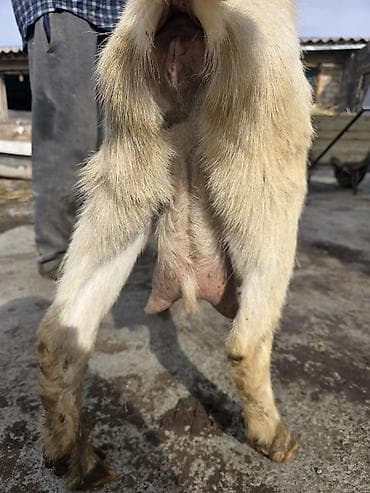 кой акур: Продаю | Коза (самка) | Для молока — 2