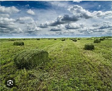 тун азык: Сено в тюках. 1 укос. Клевер. Рядом с Сокулукским водохранилищем. есть — 1