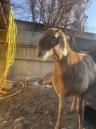 уй сатып алам бишкек: Сатам | Козу, Кочкор (эркек) | Арашан | Көбөйтүү үчүн | Жасалма жол менен боозутуу — 4