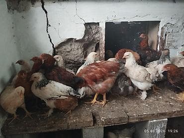 куры кохин: Продаю | Куры | Несушки — 2