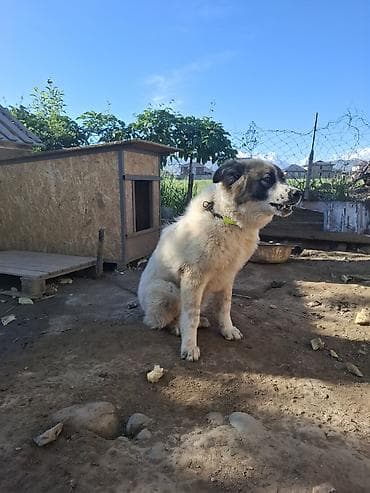 Продажа собак: 4 месяца, Самец — 1