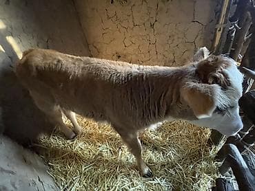 уй корова: Продаю | Корова (самка), Музоо, торпок | Симментальская | На откорм — 3