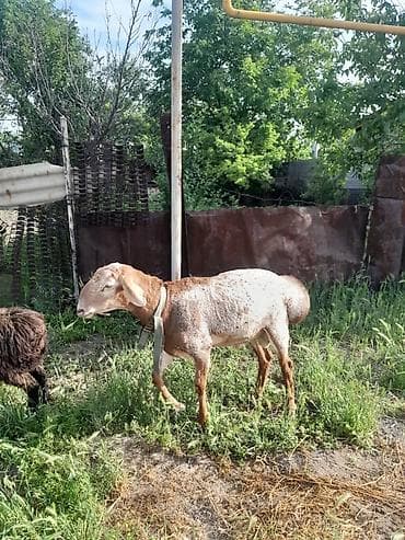 Продаю | Баран (самец) | Арашан | Для разведения | Матка at lalafo.kg Продаю | Баран (самец) | Арашан | Для разведения | Матка