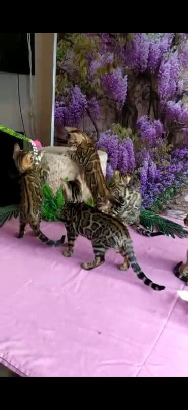 новорожденные котята: Бенгальские котята Проф.Питомник Бен Гла Мур предлагает.чудесных — 4