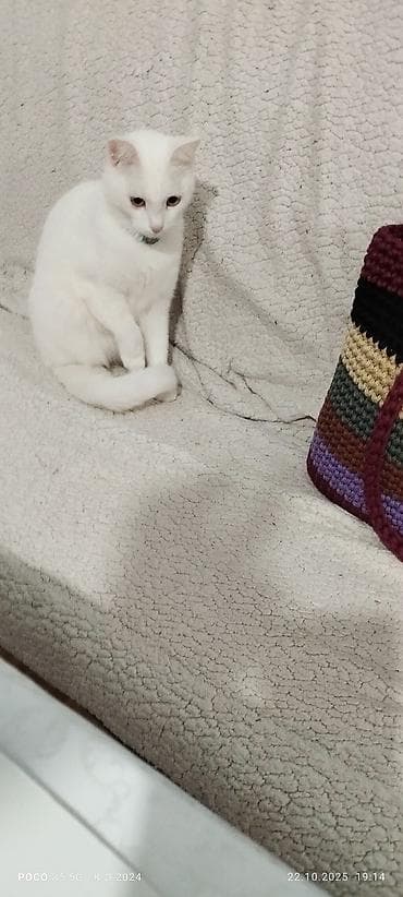 вислоухие котята даром: Скотиш Фолд (Шотландская вислоухая), 3 месяца, Девочка, Белый, Приучена к лотку — 2