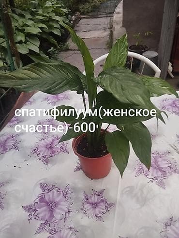 max safe: Комнатные растения 1) Сансевиерия (сансевьера, «тещин язык») - — 6
