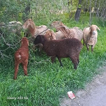 куплю чоп: Продаю | Овца (самка) | Для разведения | Матка — 2