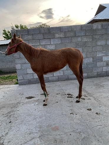 машинка для животных: Продаю | Жеребенок | Конный спорт — 1