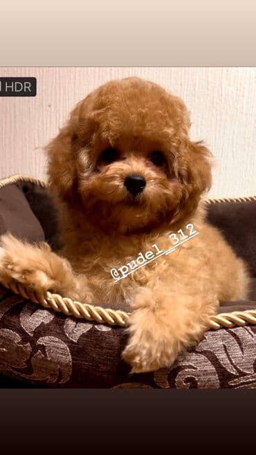 Продажа собак: Продаются щенки той пудели . С родословной! Идеальная порода которая — 1