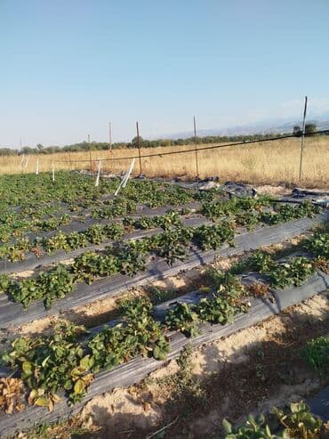 срочно продаю в связи с переездом: 400 соток, Для сельского хозяйства — 2