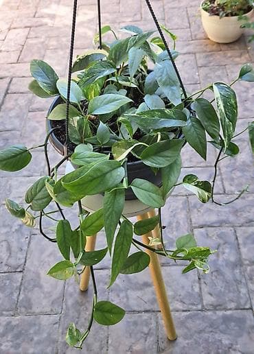 лоза: Эпипремнум Cebu Blue и Pothos Pinnatum White в одном горшке. - Объём — 3