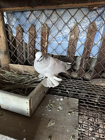 Ветеринар кызматы: Белый декоративный голубь с обильным оперением на лапах (плюсны “с — 1