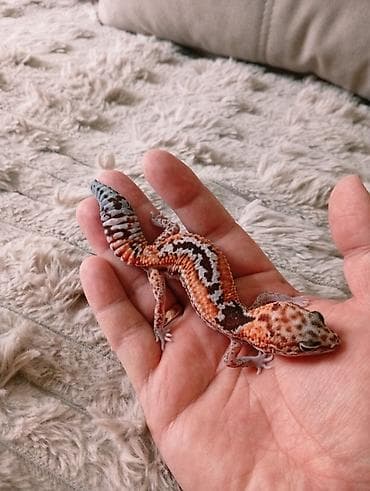 сингапурская кошка купить: Малыши Гемитекониксы мимимишные гекконы, классные питомцы крутые — 2