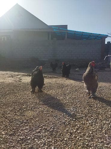 Аквариумы: Продаю | Петух — 3