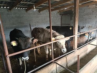 Уйлар, букалар: Сатам | Бука (эркек) | Бордоп семиртүү үчүн | Байланган — 2