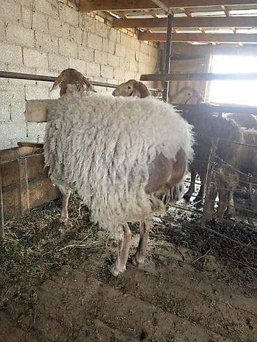 Рыбы: Продаю | Овца (самка) | Для разведения | Матка — 6