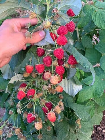 Малина кочот Полька / Полана сорт Семена и Саженци Малины Полька сорт