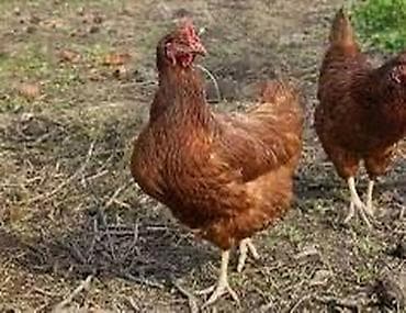кролик самка: Продаю | Куры | Несушки — 1