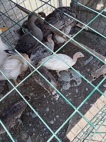 балык багуу: Возраст 3 месяца 25голов по 1600с окончательно. Молодняк домашней — 4